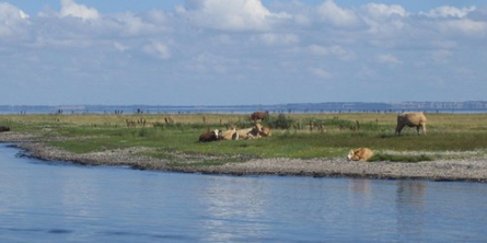 På billedet ses 6 køer de står på en eng, og der er vand i forgrunden.