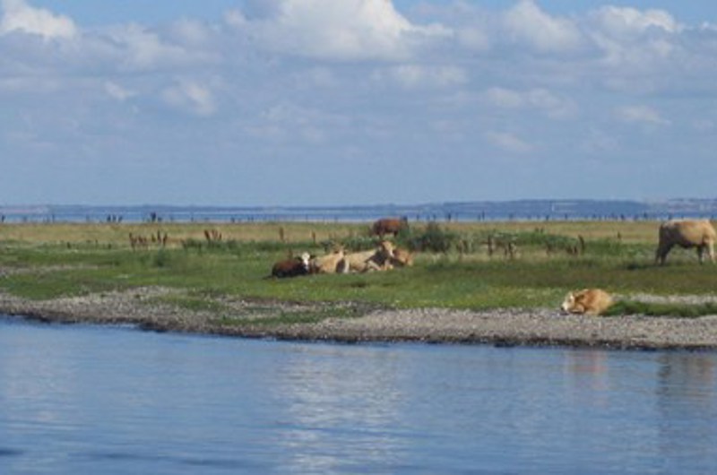 På billedet ses 6 køer de står på en eng, og der er vand i forgrunden.