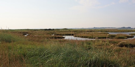 På billedet ses et naturområde, der består af afvekslende områder med vand og græs. 