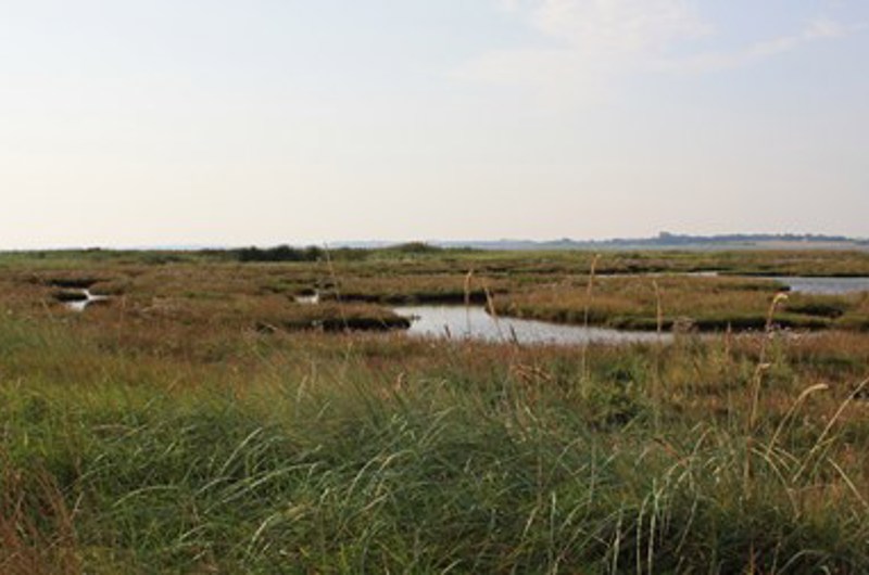 På billedet ses et naturområde, der består af afvekslende områder med vand og græs.