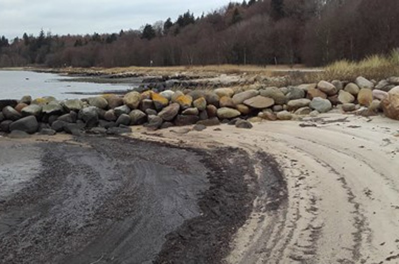 På billedet ses en strand. I baggrunden ses en skov.