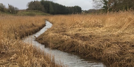 På billedet ses et vandløb. I baggrunden er der træer.