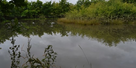På billedet ses en lille sø, omringet af træer og grønne planter, der genspejles i vandet.