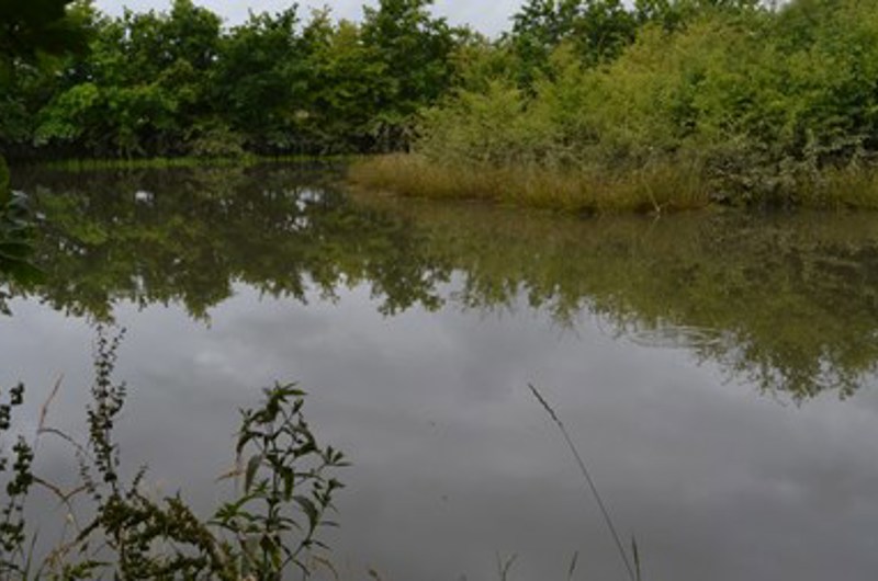 På billedet ses en lille sø, omringet af træer og grønne planter, der genspejles i vandet.