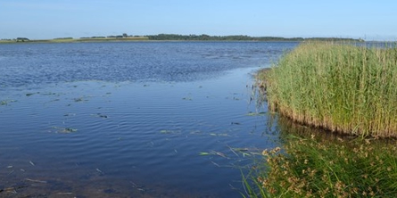 På billedet ses vand og siv.