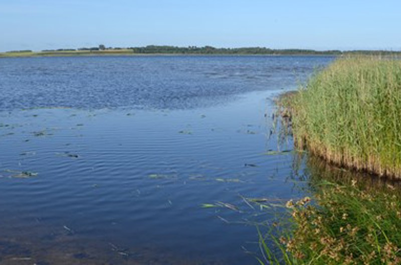 På billedet ses vand og siv.
